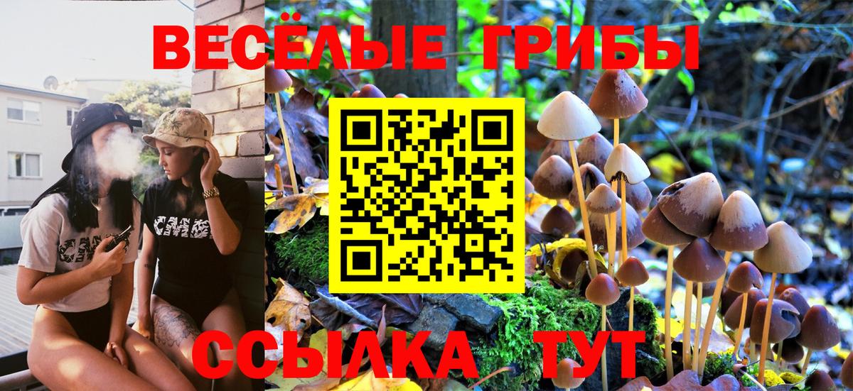 Галлюциногенные грибы Psilocybine cubensis Новошахтинск